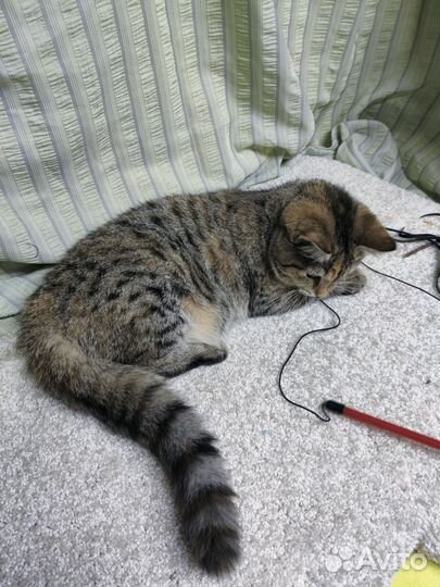 Котенок девочка