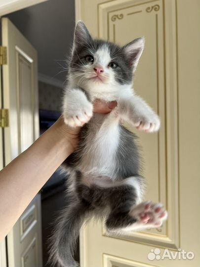 Котята в добрые руки бесплатно