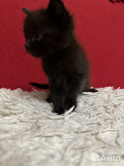 Котенок мальчик