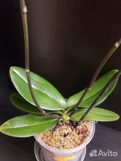 Орхидея Qween Kizz