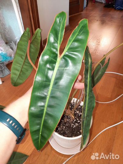 Филодендрон биллиетау кверцифолиум ринг оф файер