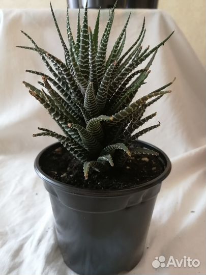 Алоэ хавортия