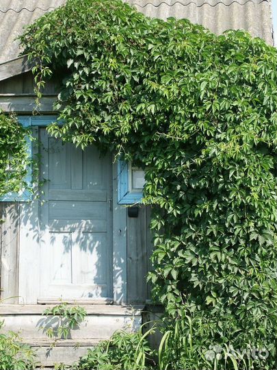 Девичий виноград