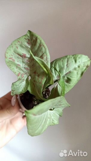 Сингониум Милк Конфетти