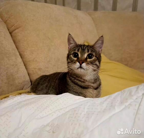 Очаровашка Пунш 9 мес