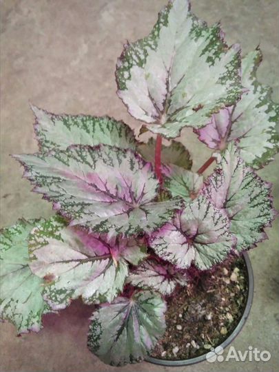 Бегония декоративно лиственная