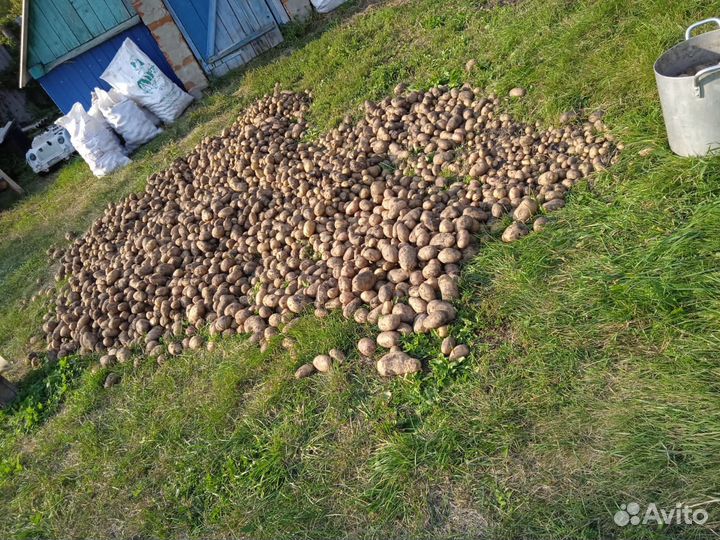 Домашняя еда