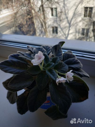 Цветущие фиалки