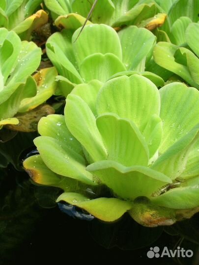 Пистия Водная Надводное