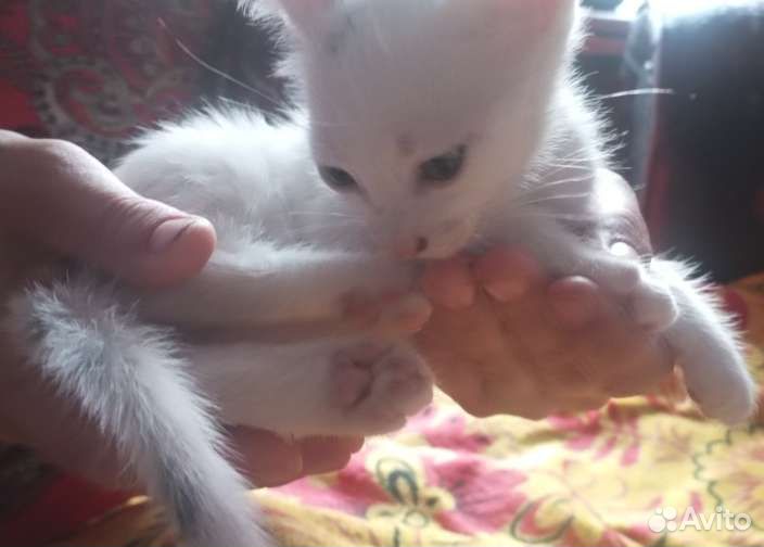 Котенок девочка