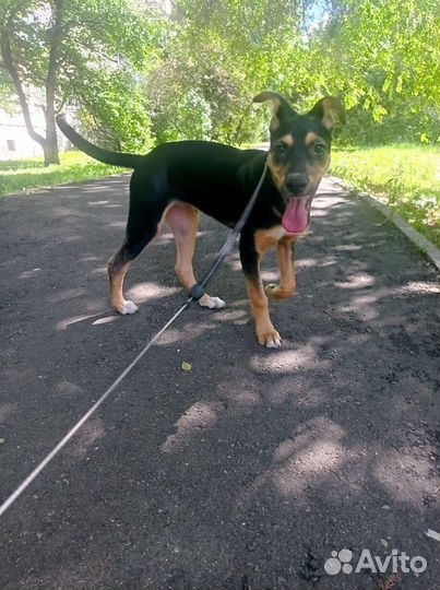 Щенок В добрые руки