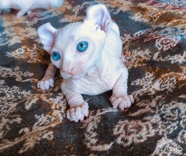 Канадский сфинкс