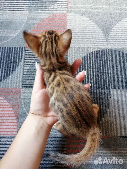 Бенгальская кошка