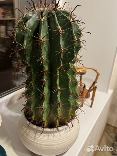 Кактус большой