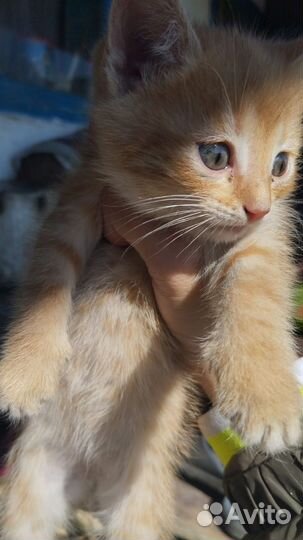 Котята, 1.5мес