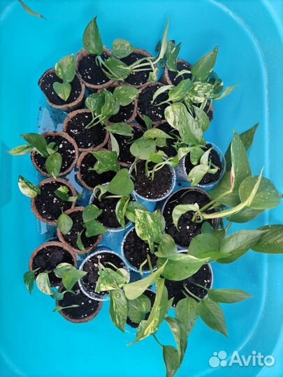 Сциндапсус