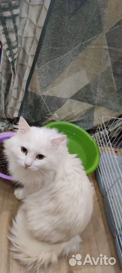 Кошки в добрые руки