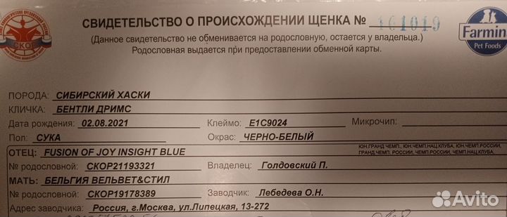 Щенки сибирской хаски