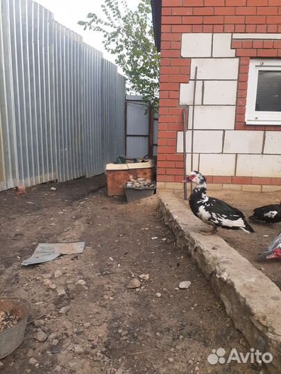 Мускусные утки