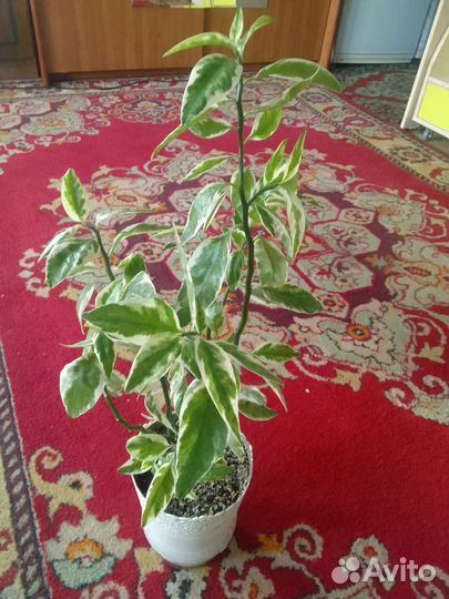 Комнатные цветы