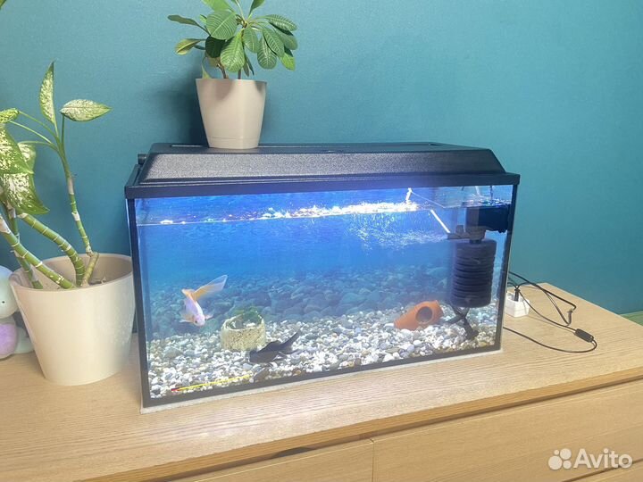Аквариум с рыбками