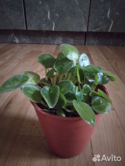 Колиус,фиалка