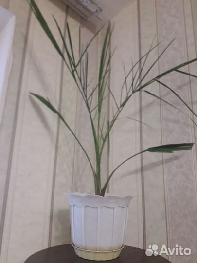 Финиковая пальма