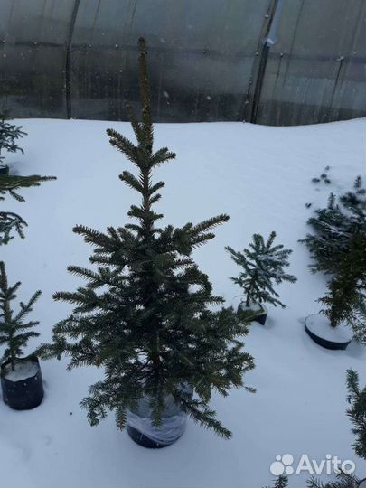 Живая Ель (Глаука) в горшках
