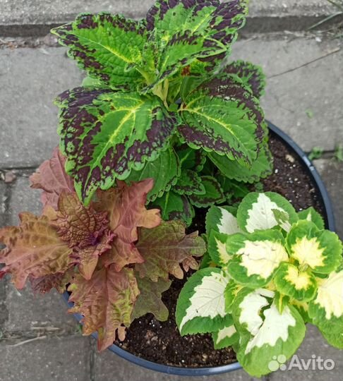 Колеусы вегетативные