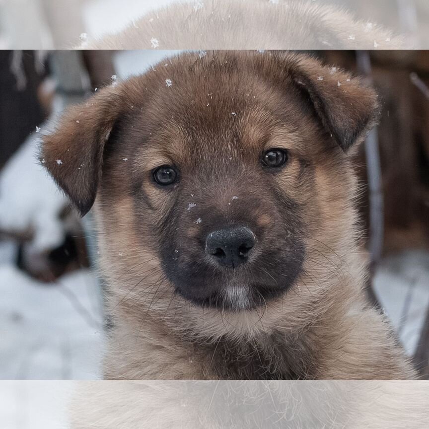 Щенок в добрые руки