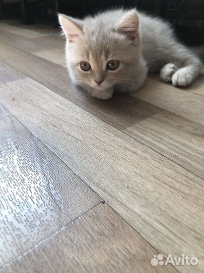 Шотландская прямоухая кошка