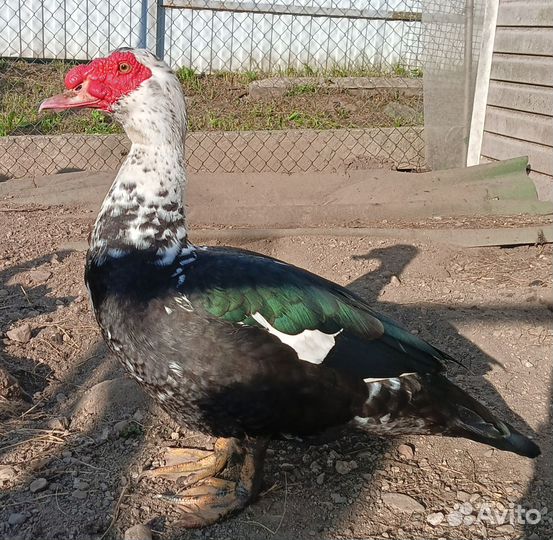 Селезень индоутки