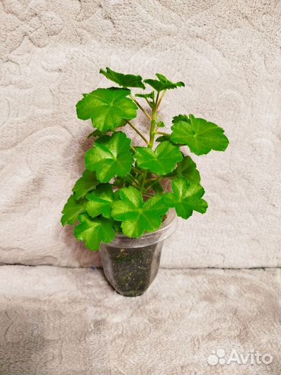 Пеларгонии сортовые