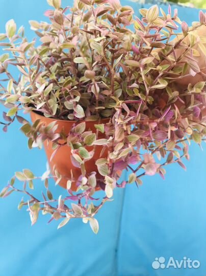 Коллизия Розовая пантера и коллизия Репенс