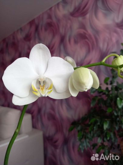 Орхидея фаленопсис
