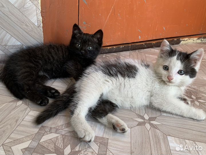 Котята в добрые руки, три девочки