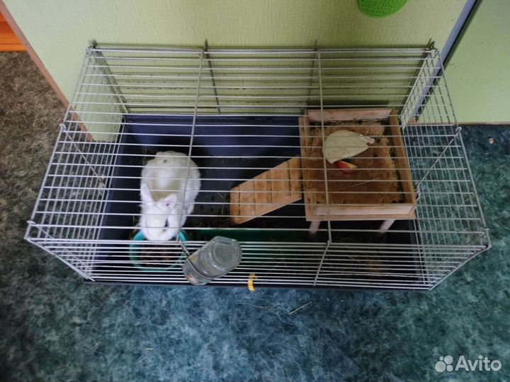 Декоративные карликовые кролики