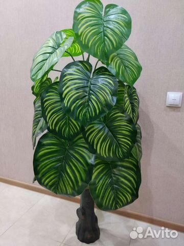Калатея искусственная