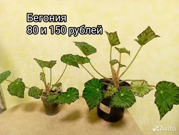 Комнатные цветы