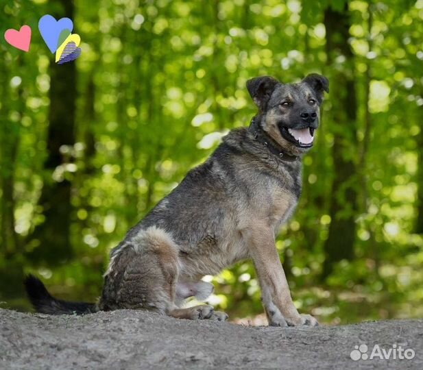 Собака Арчи, 4.5 года, собака- обнимака