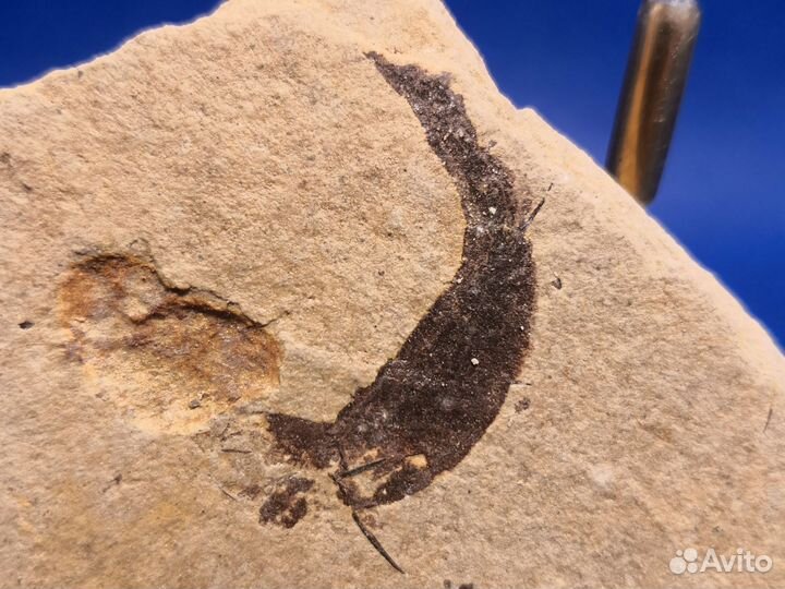 Набор из двух отпечатков лучеперых рыб