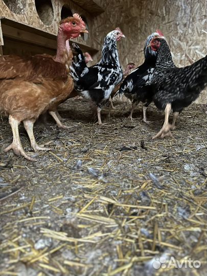Петухи Австралорп пестрый