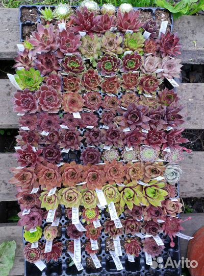 Молодило сортовое