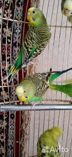 Волнистый попугай самец