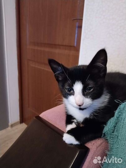 Котята в добрые руки бесплатно