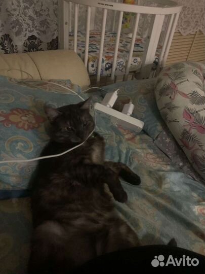 Кот британский