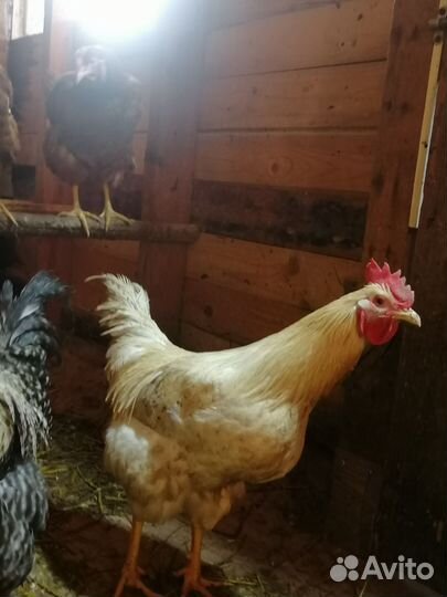 Молодые петухи