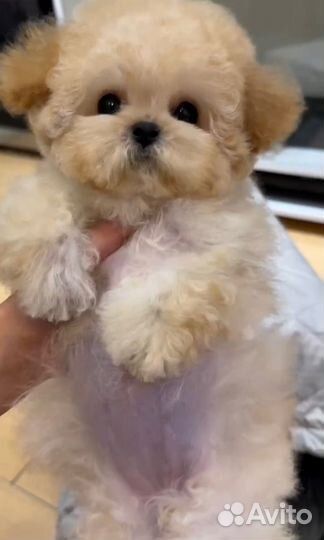 Пушон мини, девочка, эксклюзив, китай