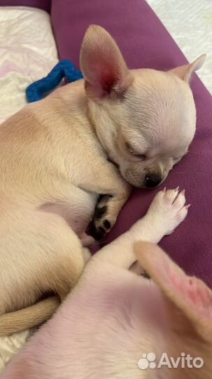 Щенки чихуахуа