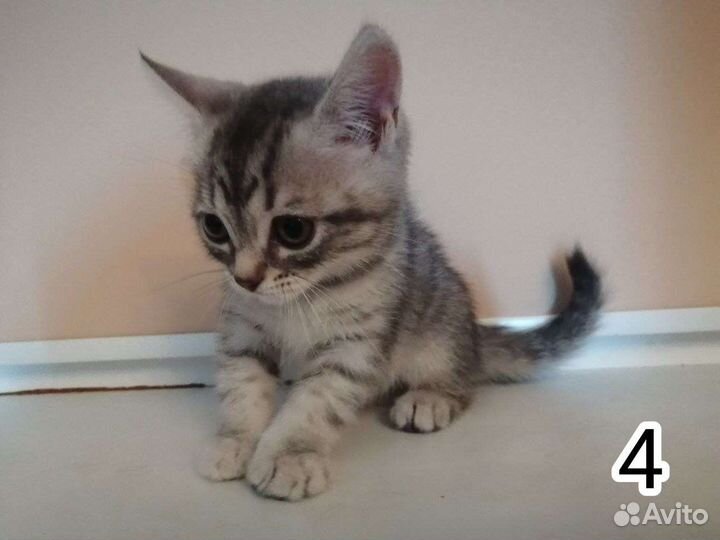 Шотландские котята